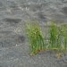 IJSLAND 300pic  0536