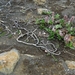 IJSLAND 300pic  0550