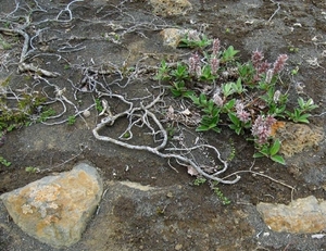 IJSLAND 300pic  0550