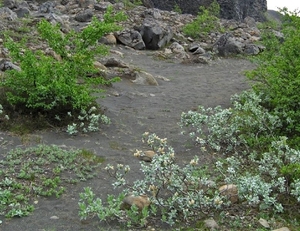 IJSLAND 300pic  0551