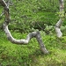 IJSLAND 300pic  0558