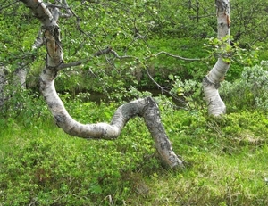 IJSLAND 300pic  0558