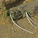 IJSLAND 300pic  0567