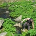 IJSLAND 300pic  0575