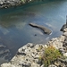 IJSLAND 300pic  0581