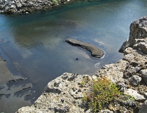 IJSLAND 300pic  0581