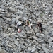 IJSLAND 300pic  0586