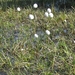 IJSLAND 300pic  0594