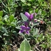 IJSLAND 300pic  0595