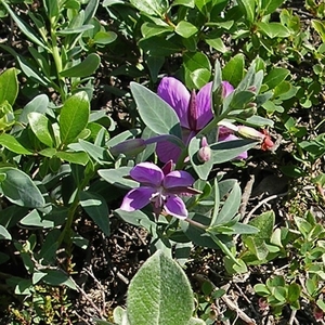 IJSLAND 300pic  0595