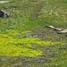 IJSLAND 300pic  0597