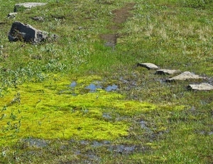 IJSLAND 300pic  0597