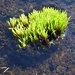 IJSLAND 300pic  0599