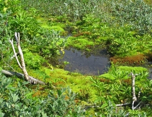 IJSLAND 300pic  0600