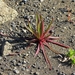 IJSLAND 300pic  0615