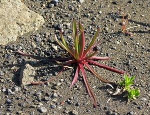 IJSLAND 300pic  0615