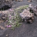 IJSLAND 300pic  0667