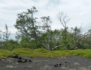 IJSLAND 300pic  0675