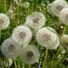 IJSLAND 300pic  0680
