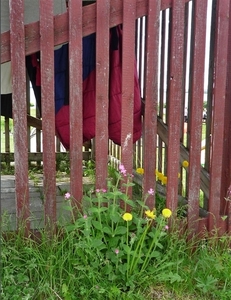 IJSLAND 300pic  0683