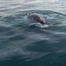 IJSLAND 300pic  0717
