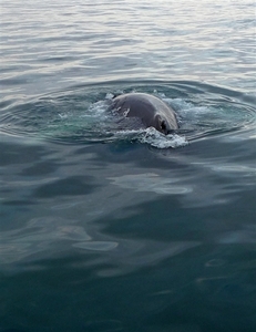 IJSLAND 300pic  0717