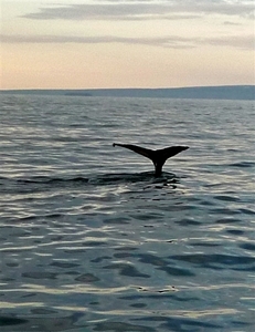 IJSLAND 300pic  0718