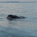 IJSLAND 300pic  0719