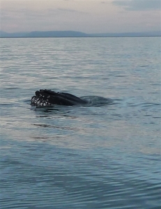 IJSLAND 300pic  0719