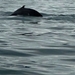 IJSLAND 300pic  0720