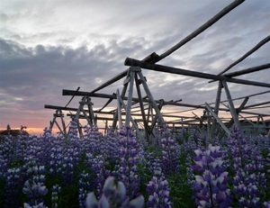 IJSLAND 300pic  0726