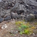 IJSLAND 300pic  0766
