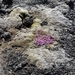 IJSLAND 300pic  0767