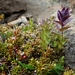 IJSLAND 300pic  0778