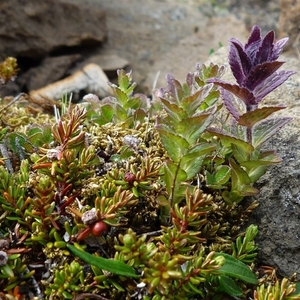 IJSLAND 300pic  0778