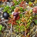 IJSLAND 300pic  0779