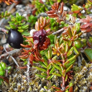 IJSLAND 300pic  0779