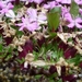 IJSLAND 300pic  0781