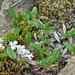 IJSLAND 300pic  0782