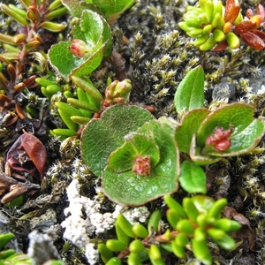 IJSLAND 300pic  0783