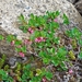 IJSLAND 300pic  0784