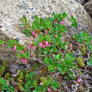 IJSLAND 300pic  0784