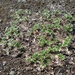 IJSLAND 300pic  0785