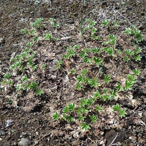 IJSLAND 300pic  0785