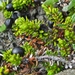 IJSLAND 300pic  0786