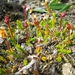 IJSLAND 300pic  0787