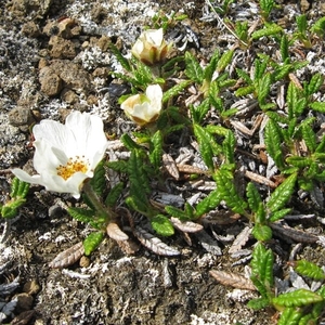 IJSLAND 300pic  0788