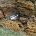 IJSLAND 300pic  0795