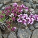 IJSLAND 300pic  0869