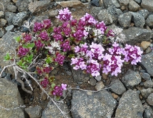 IJSLAND 300pic  0869